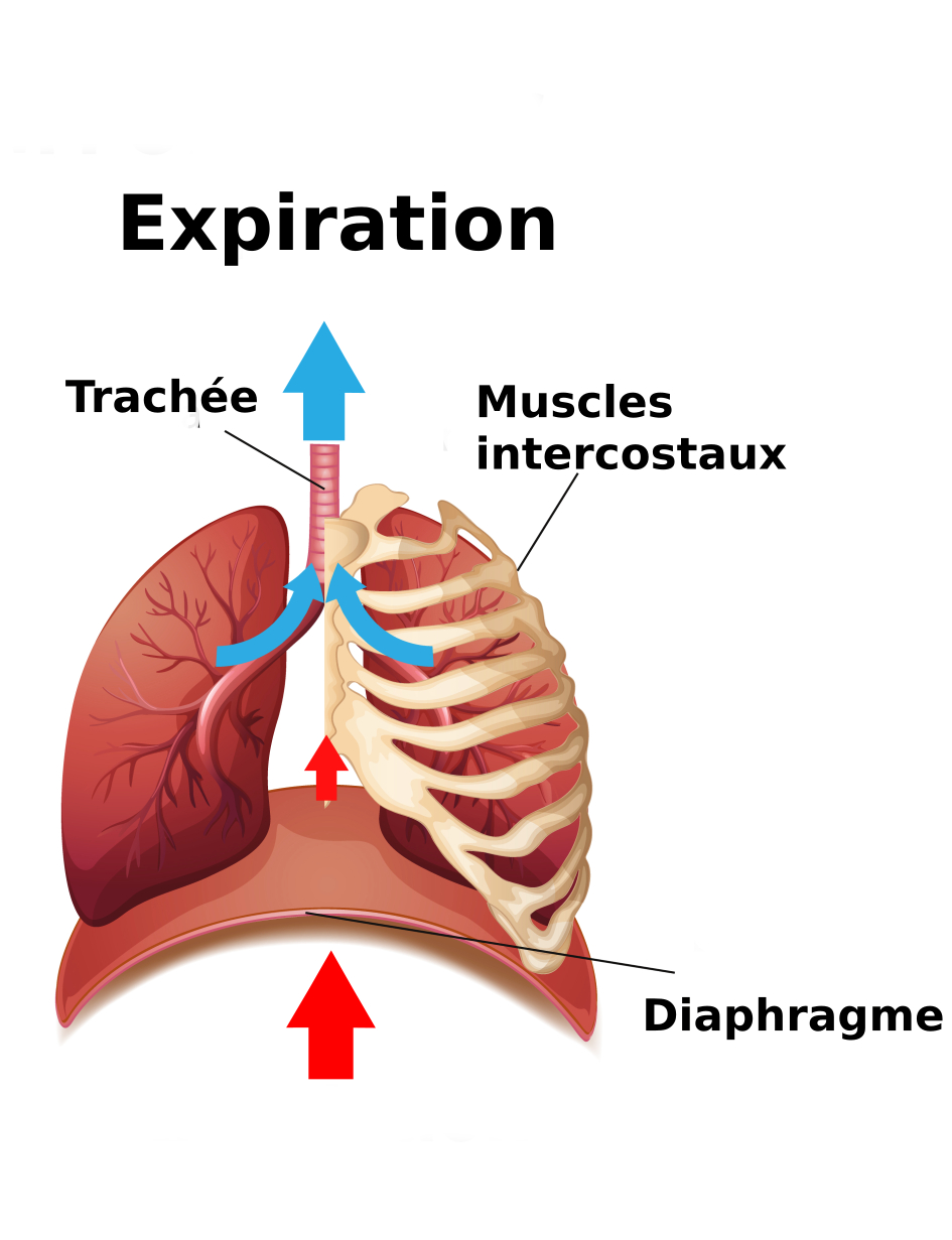 image de poumons expirants