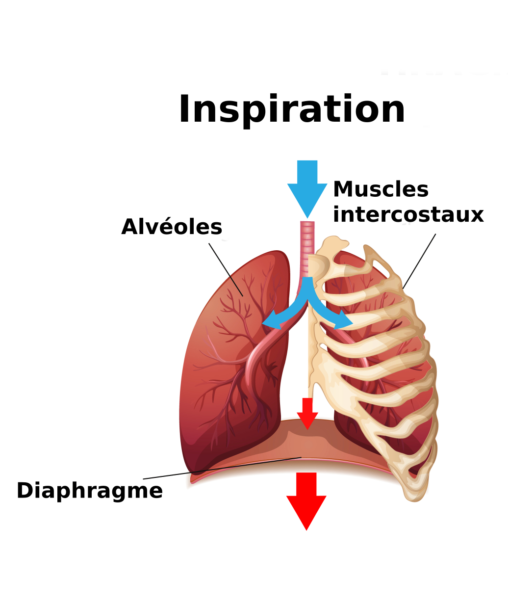image de poumons inspirants